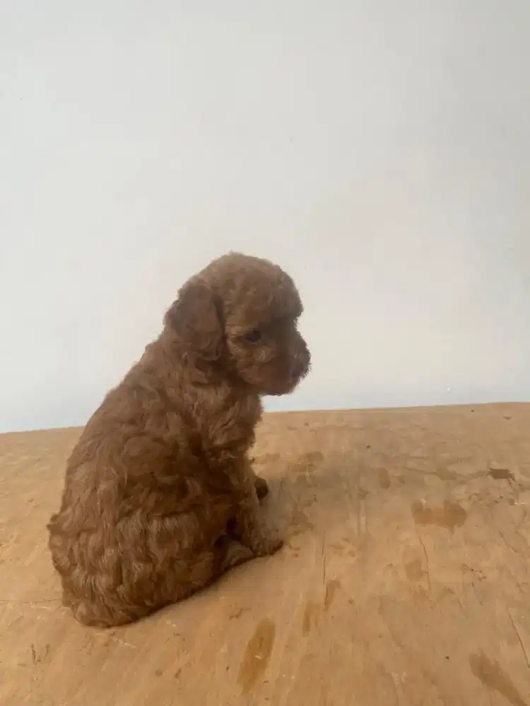 Open Adopt Poodle