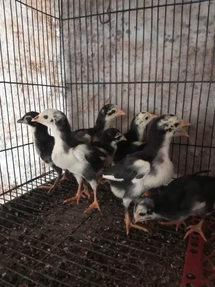 Anakan ayam Bangkok x pakhoy