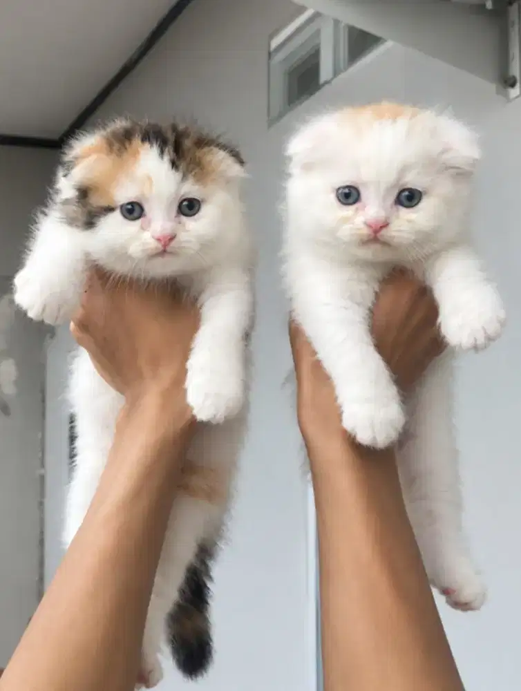 Scottish fold kitten female