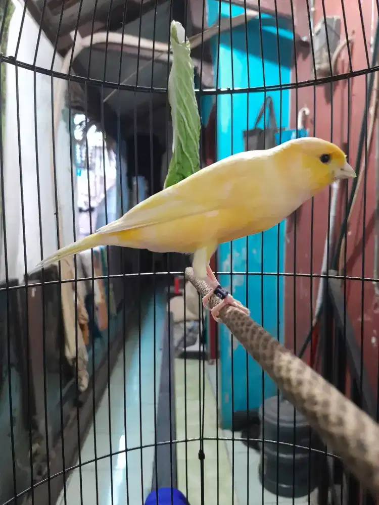 Kenari Hybird Big