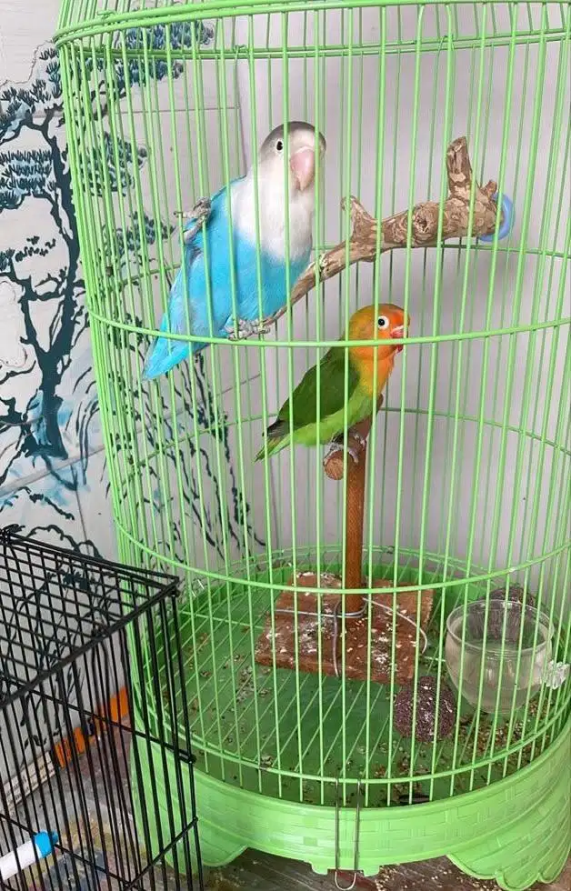Burung love birds