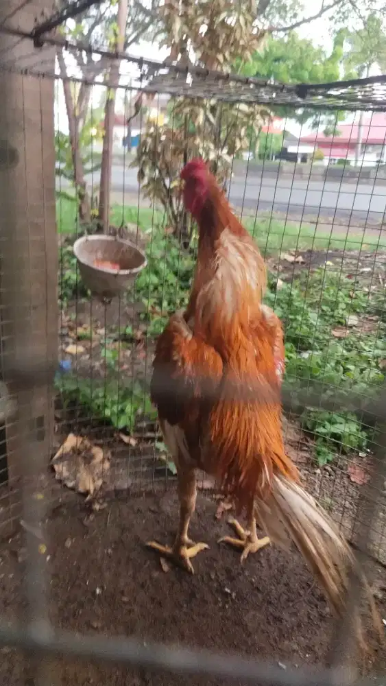 Ayam pakce bangkok selatan