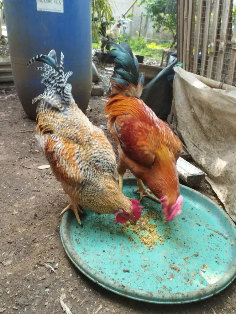 Ayam jago kampung pacek
