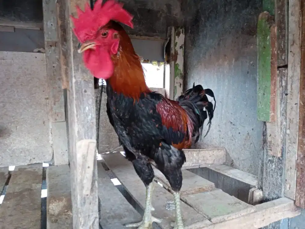 ayam pelung jago