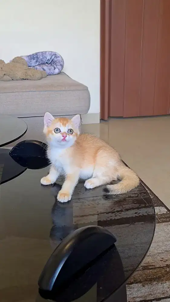 Kitten British Shorthair BSH Betina Golden NY12