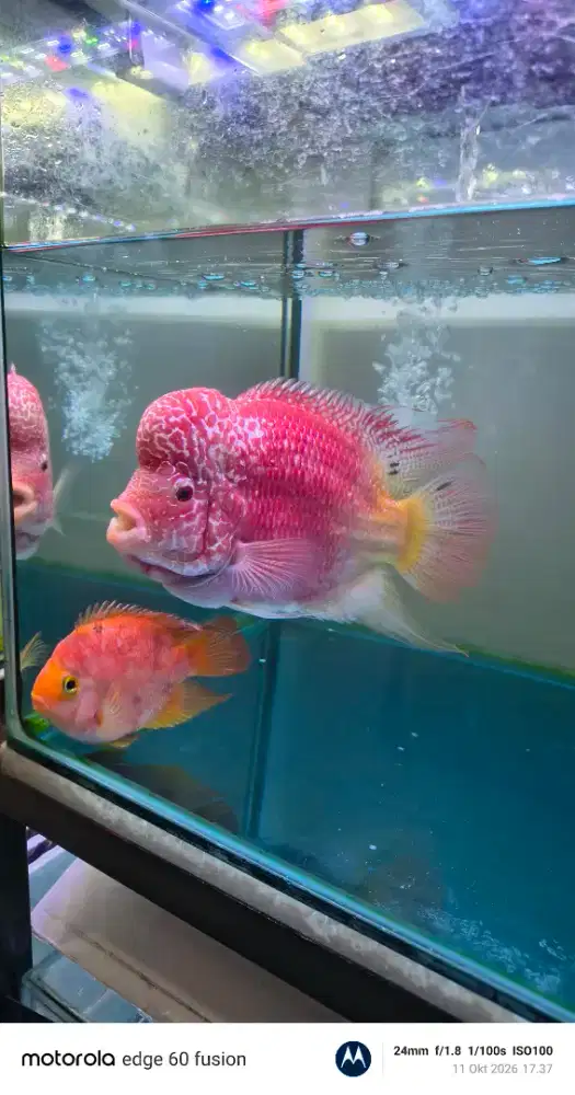 Ikan Louhan GB.Jumbo.jantan
