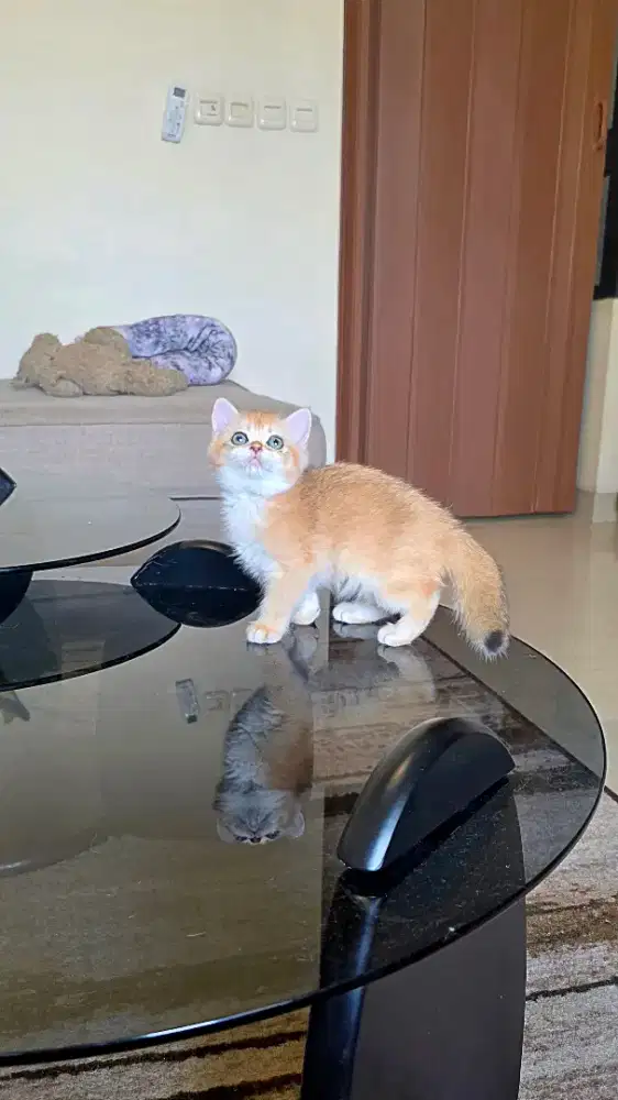Kitten British Shorthair Betina BSH Golden NY 11