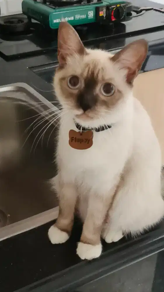 Betina Siamese floopy