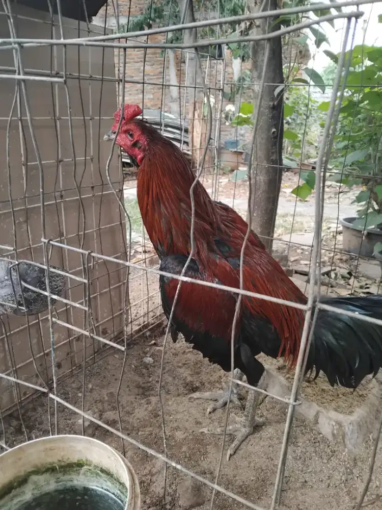 Jual ayam Mangon Brewok