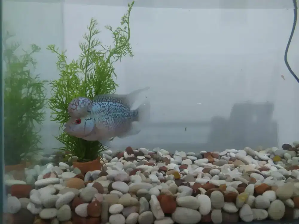 Akuarium fullset dan ikan louhan