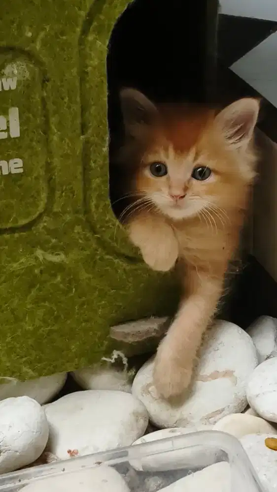 Kitten lucu oyen