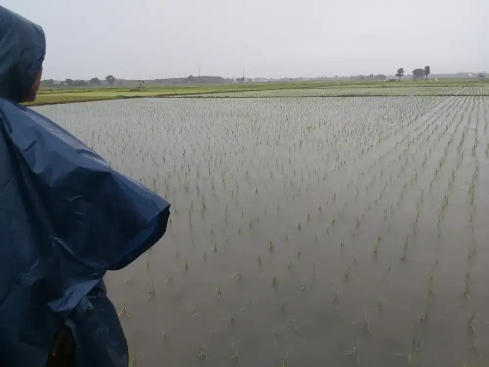 dijual sawah 1,6 ha di pajarakan perobolinggo jawa timur
