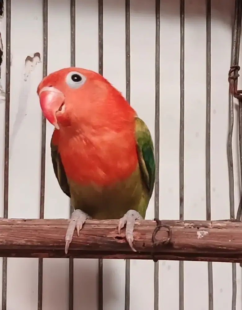Burung lovebird