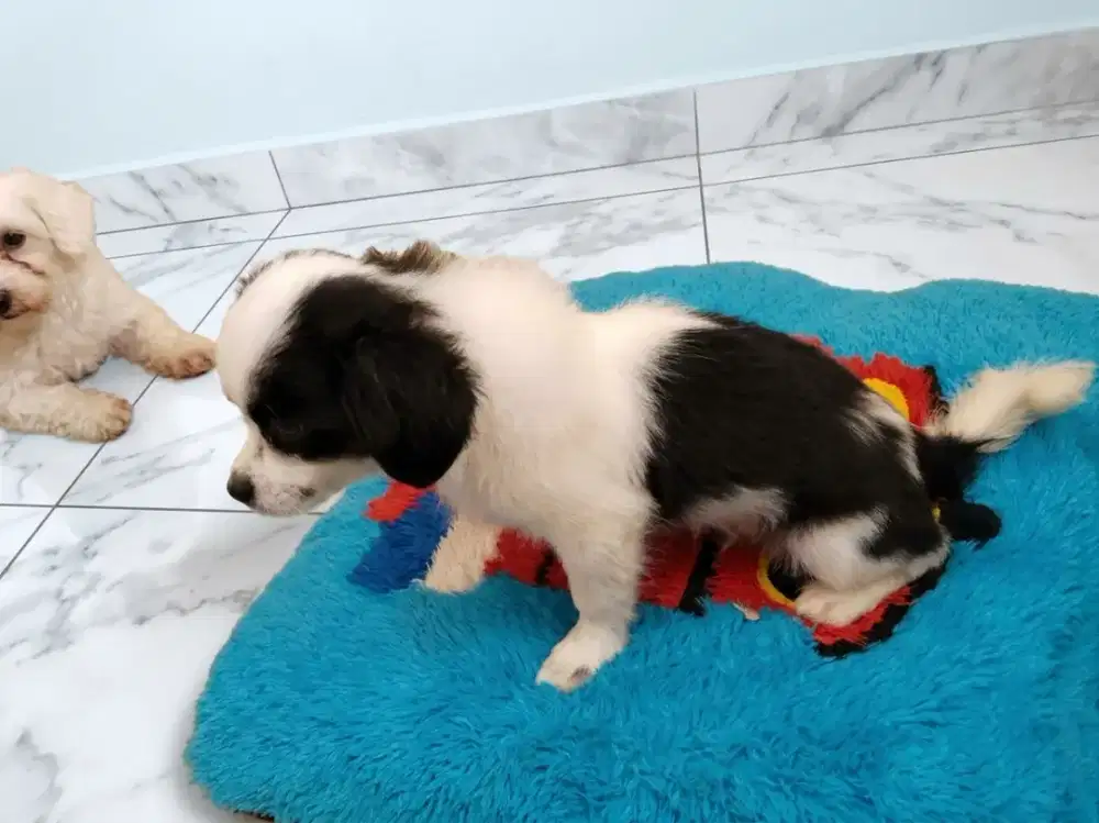 Pom mix shitzu, 4 bulan, jantan
