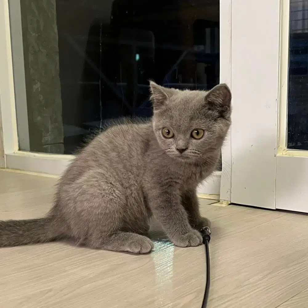 Kucing bsh pure Blue solid