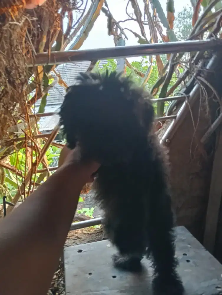 Anjing Shitsu Mix Poodle Betina