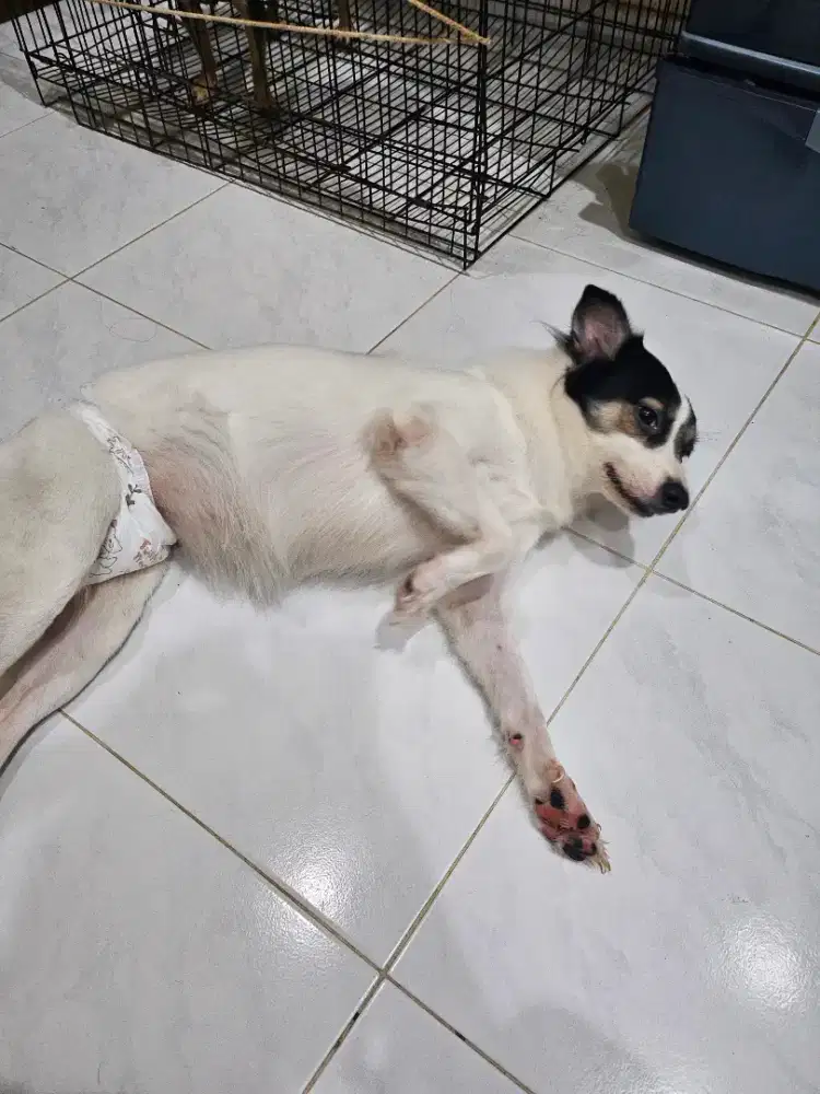 Hibah doggy broder colie