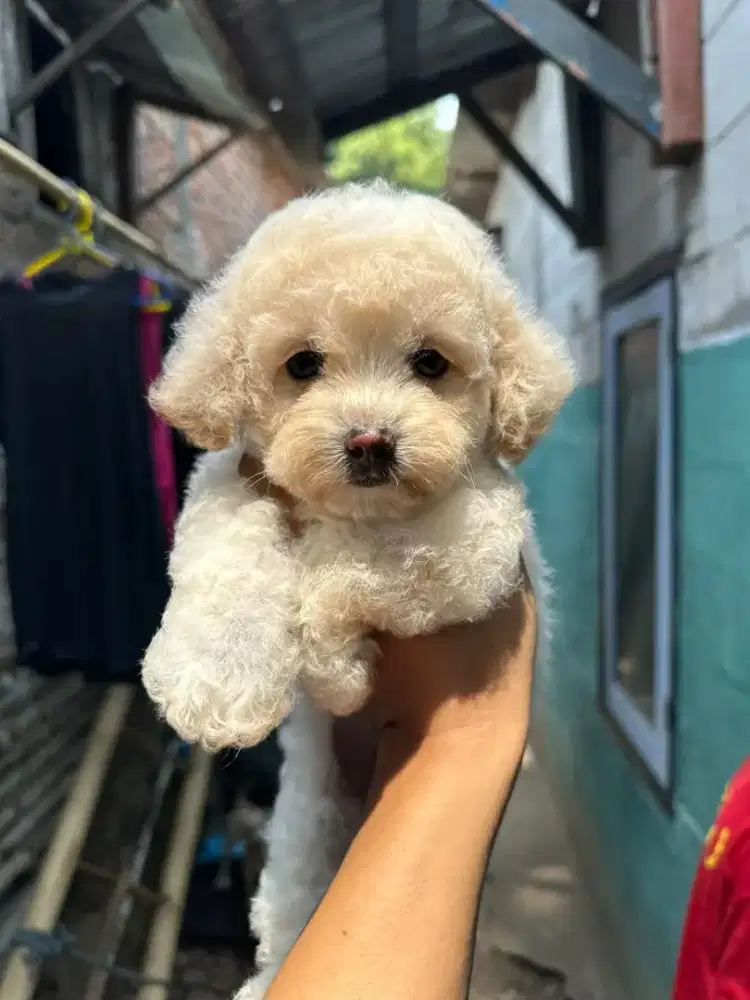 MALTEPOO (MALTESE POODLE)