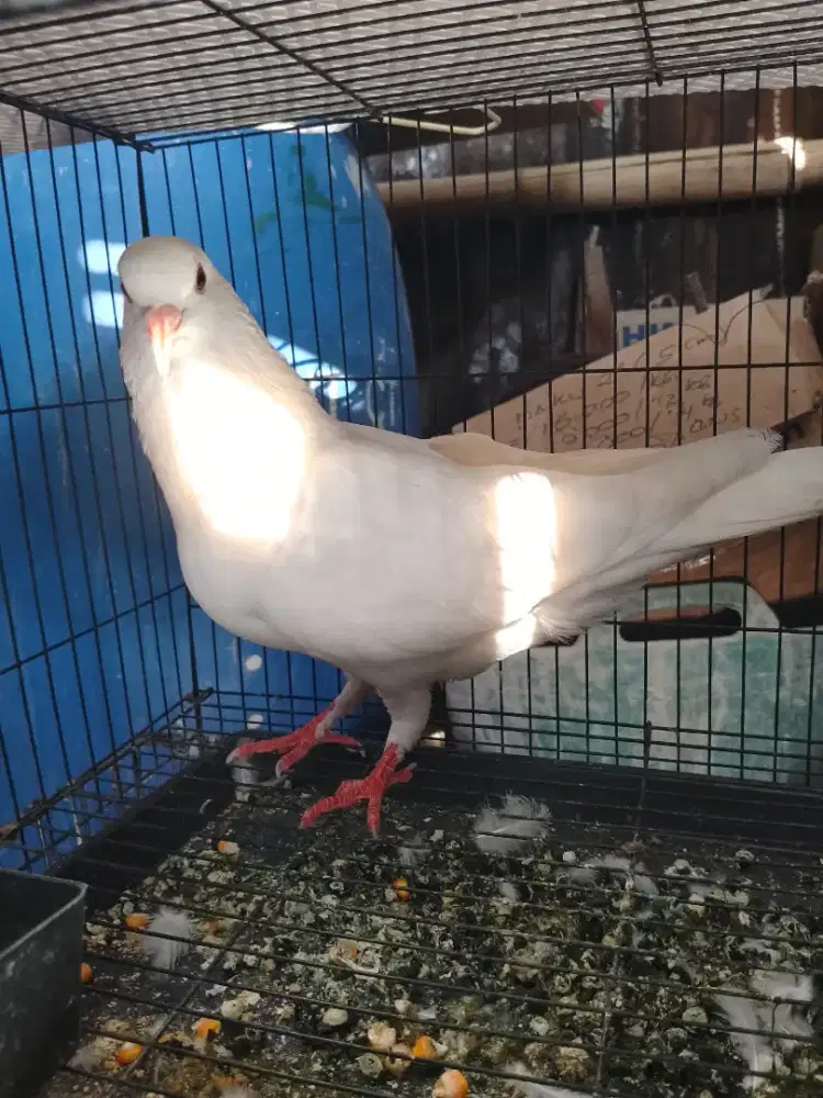 Merpati jantan tinggian
