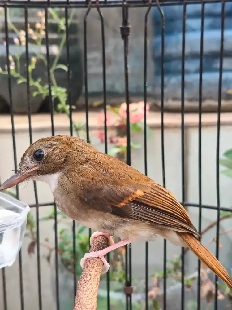 Burung sulingan dada coklat pastol msih ada bulu trotolnya
