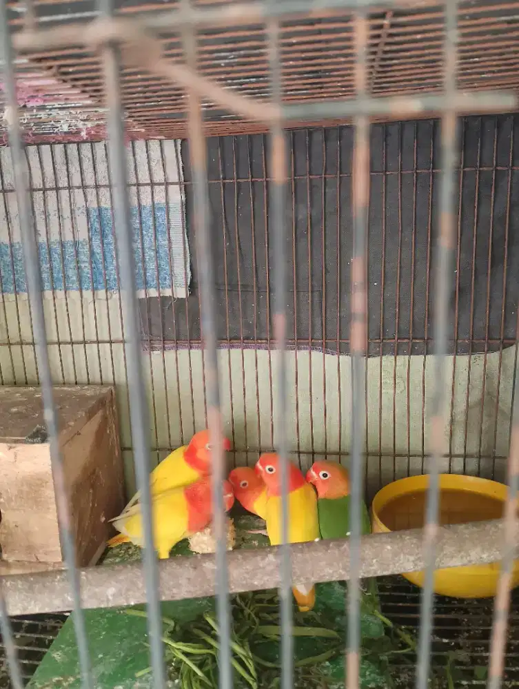Burung bio ino  burung aja