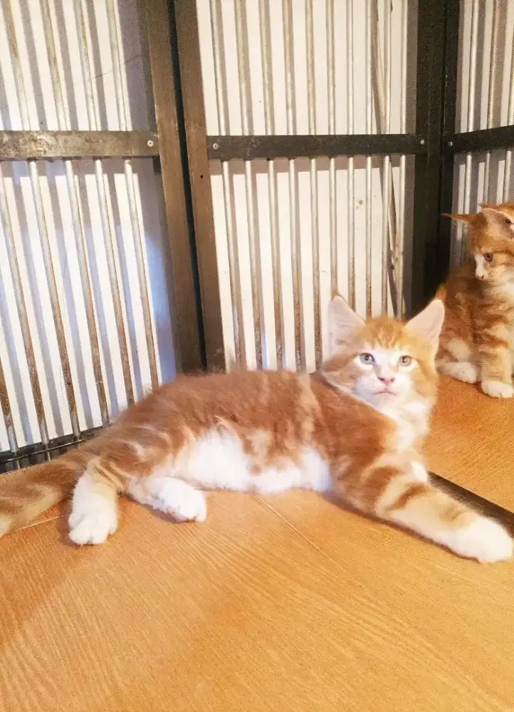 Kitten MaineCoon Betina Pure No mix. Induk CFA Show Quality