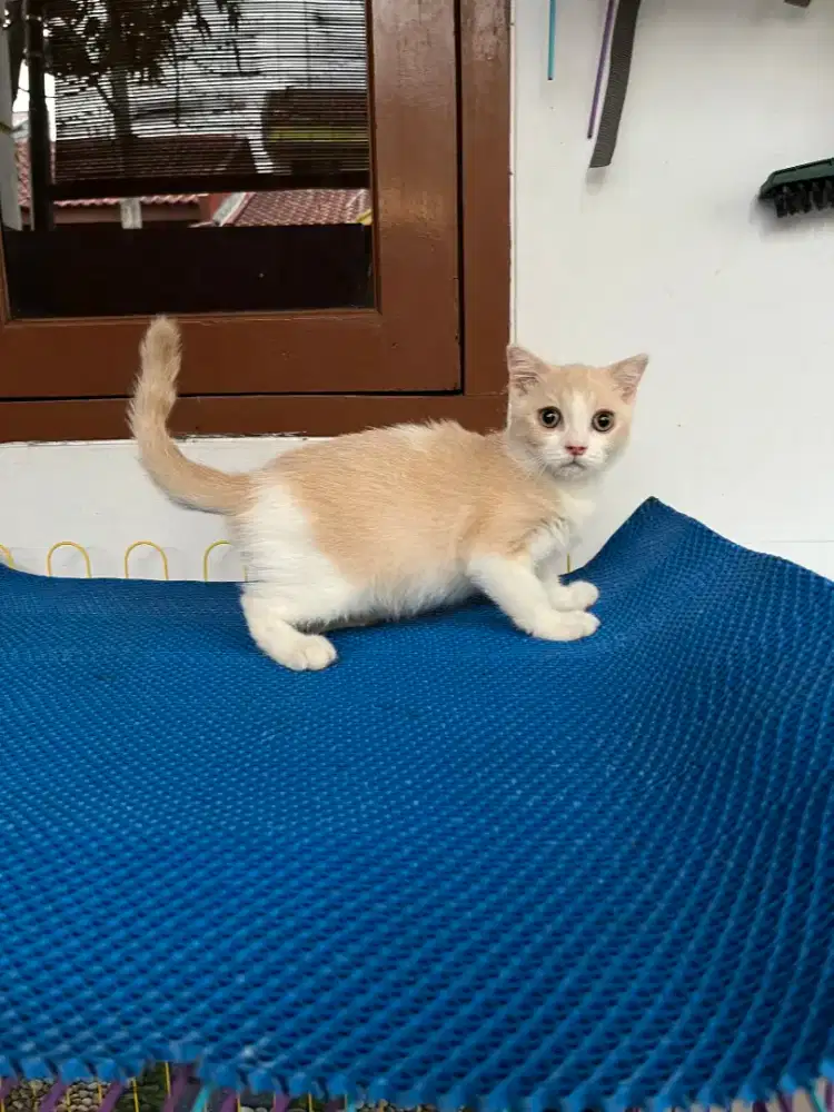 Kucing scotish kitten jantan