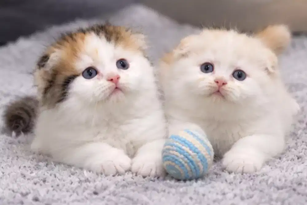 Scottish fold female 2,5 bulan