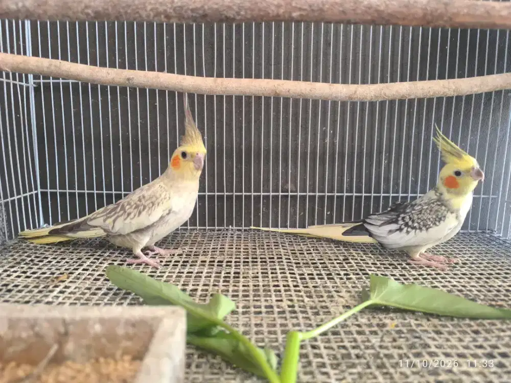 Burung falk Australia sepasang