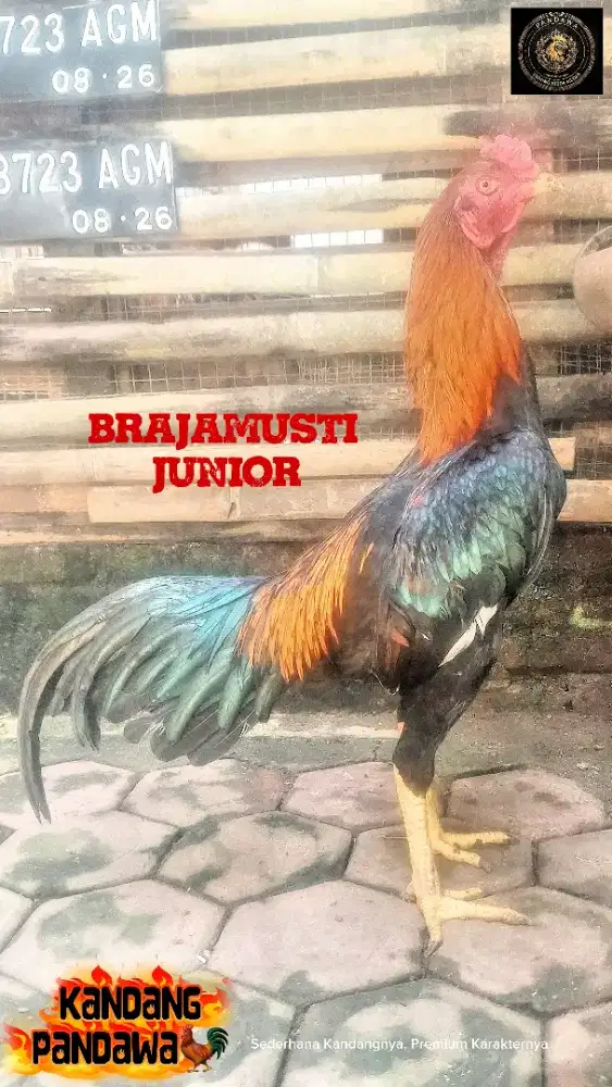 BRAJAMUSTI JUNIOR - AYAM KHOYNGON