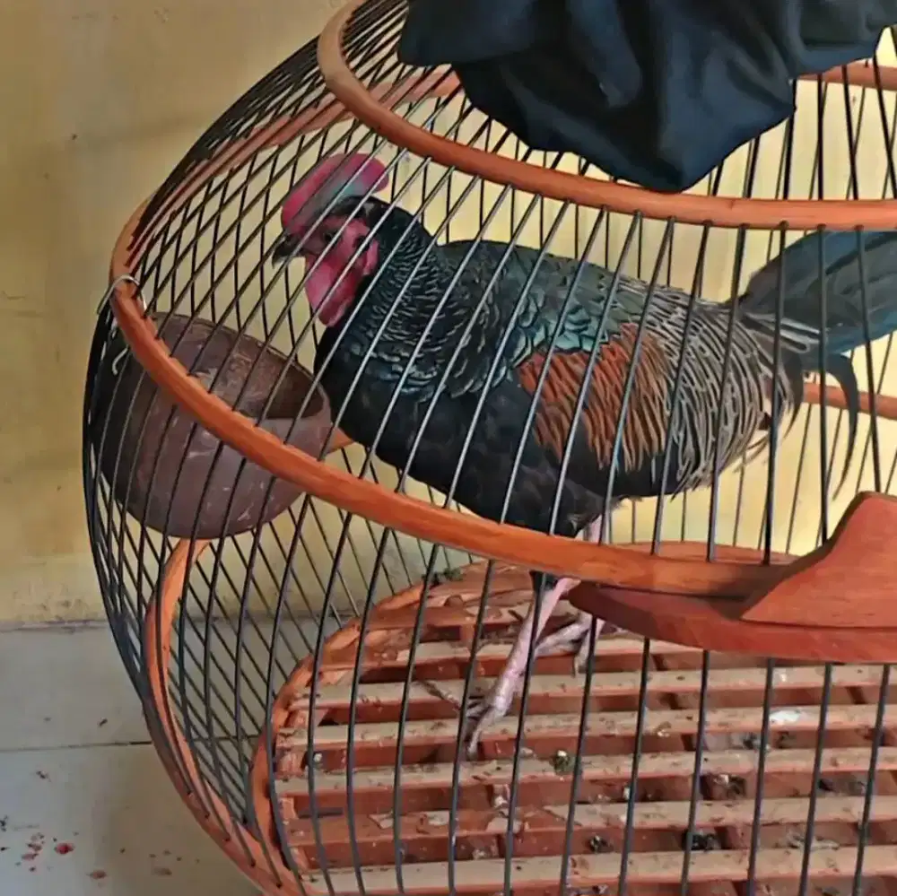 Ayam hutan hijau ori lombok
