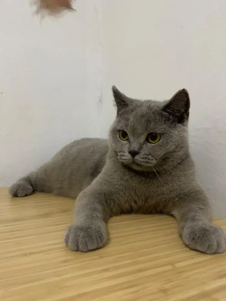 BSH Jantan 8 Bulan