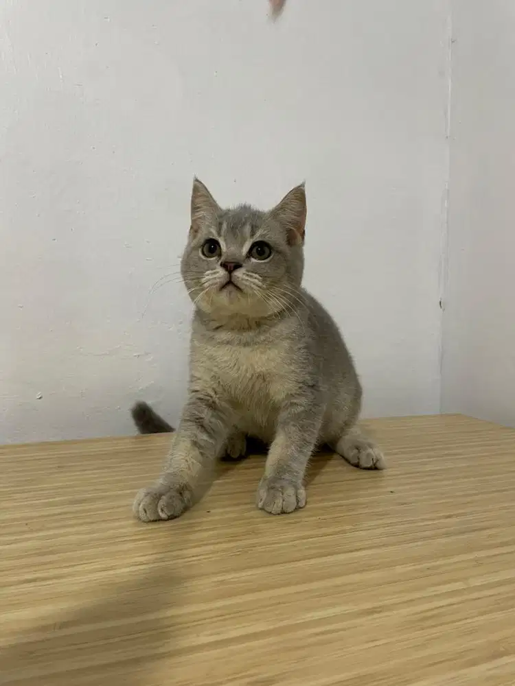 BSH Golden Blue Jantan