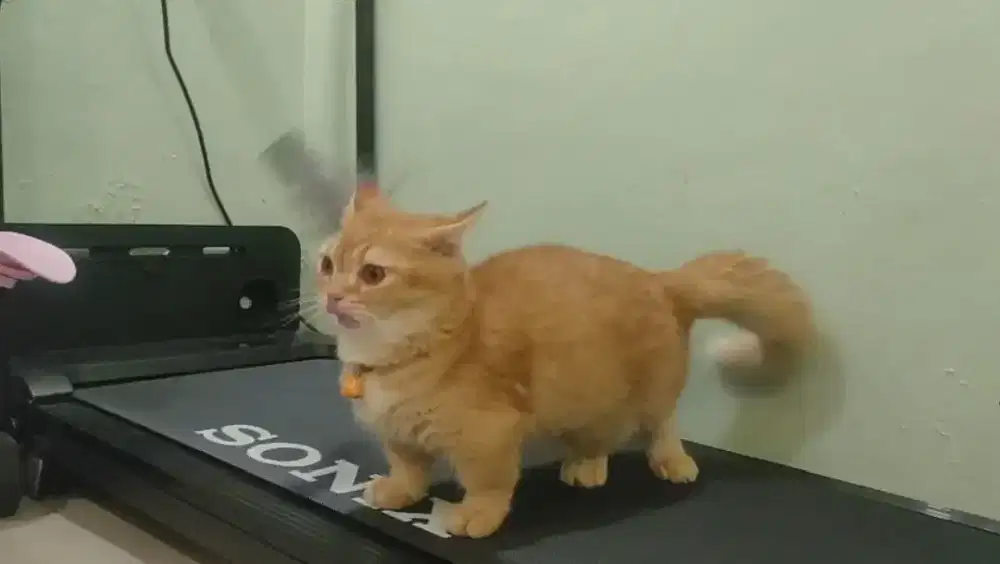 Munchkin jantan 6 bulan