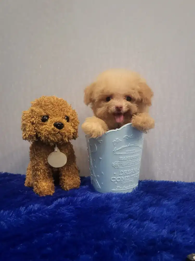 Super Tiny teacup poodle high quality
