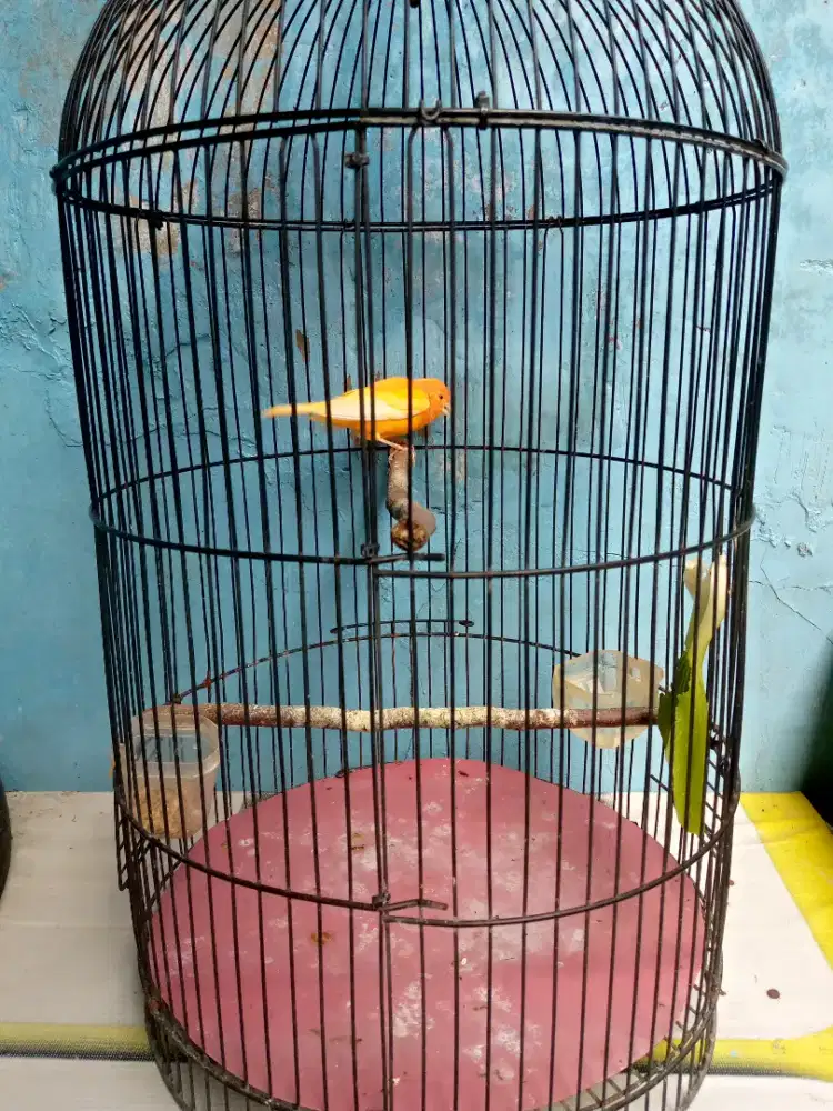 burung kenari lokal