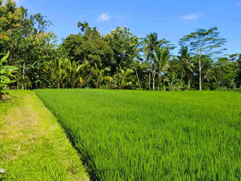 Tanah Tepi Tebing Sungai View Sawah 20 Menit ke Ubud Center