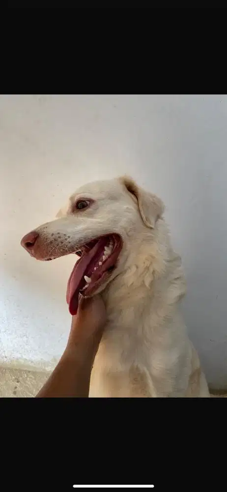 ADOPSI ANJING JANTAN