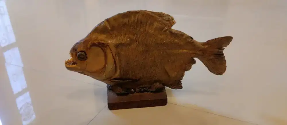 Hiasan ikan piranha asli