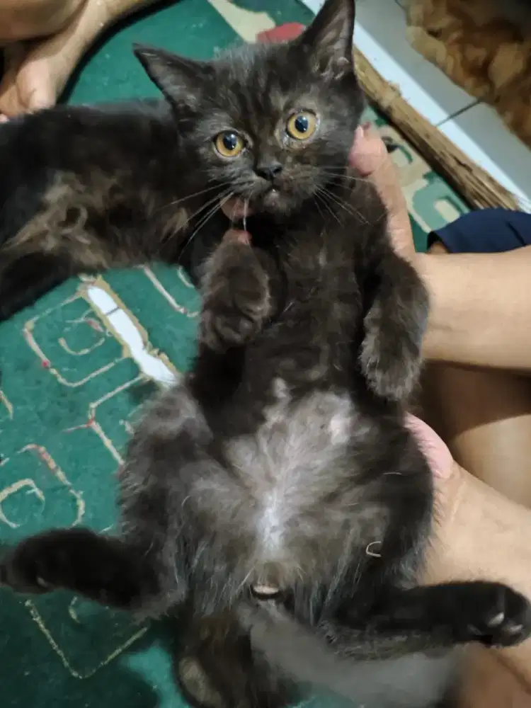 Lepas adopt kucing anakan Munchkin X Persimed