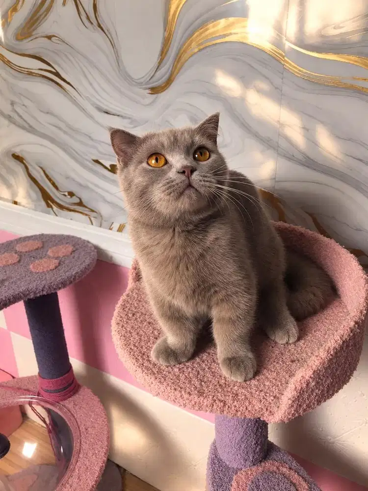 Kucing british shorthair x munchkin fold betina fawn
