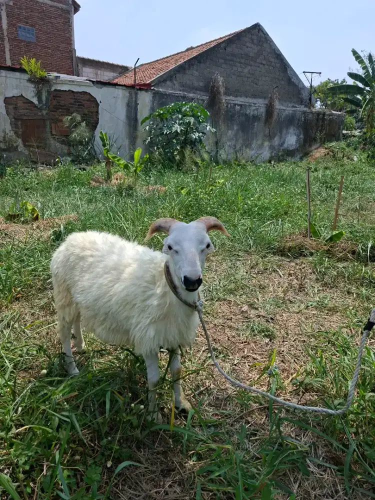 Domba pentet bonyo
