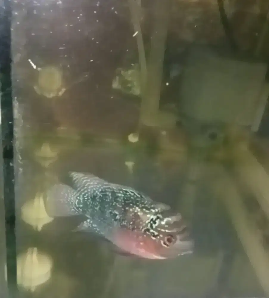 Ikan lohan cewean srd jenong