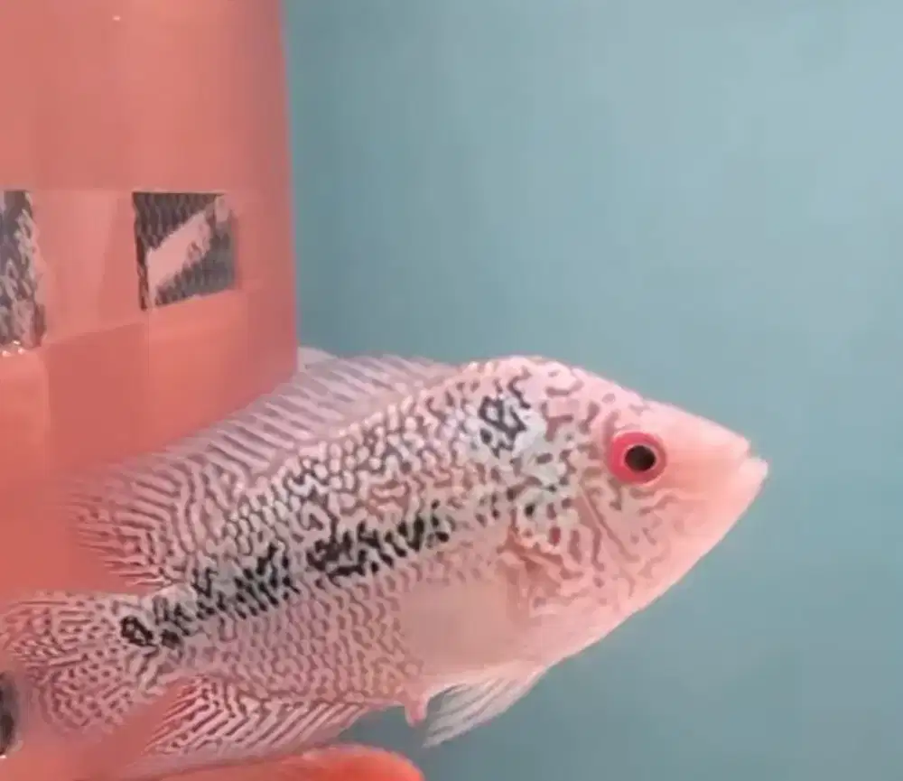 Ikan lohan cewean cencu