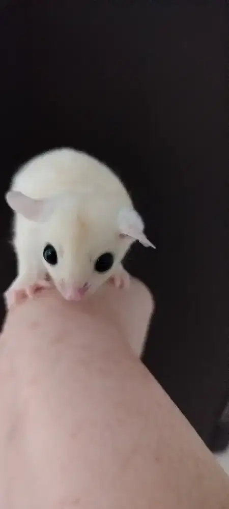 Sugar glider joey