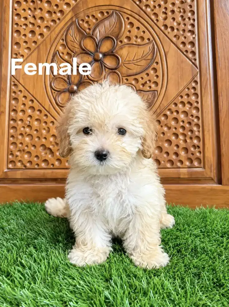Maltese x poodle puppy