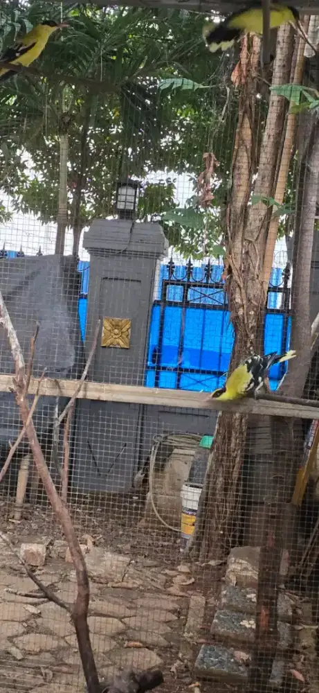 Kepodang jawa ada 2 ekor