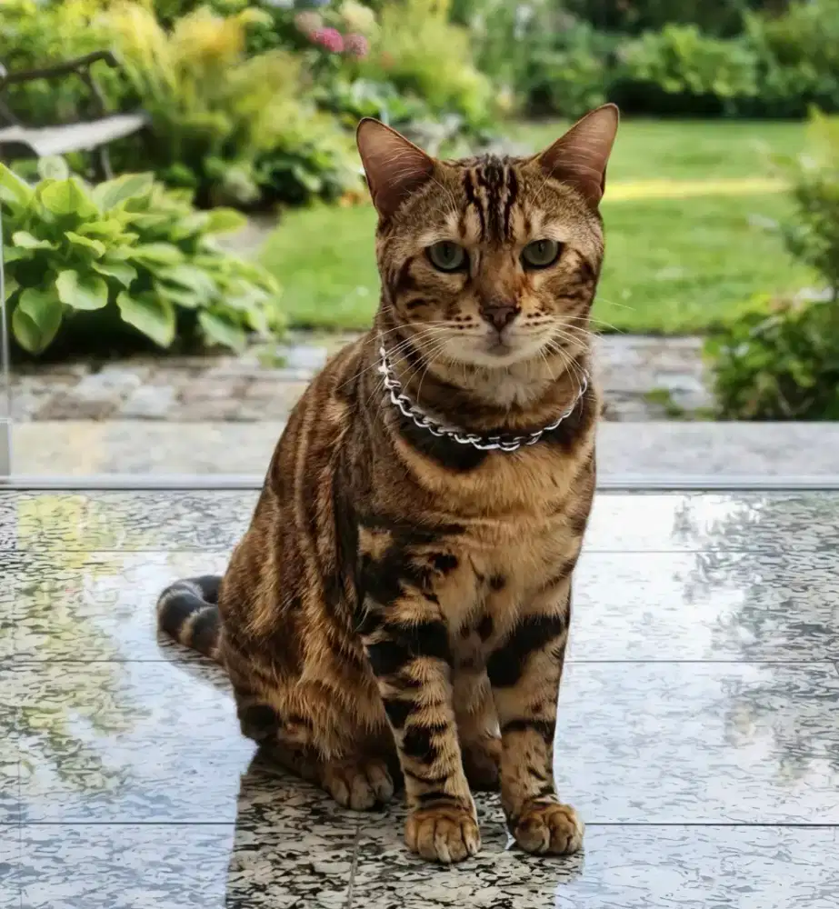 KUCING PURE BUKAN MIX GOLDEN TABBY Kualitas premium Jantan 12 Bulan