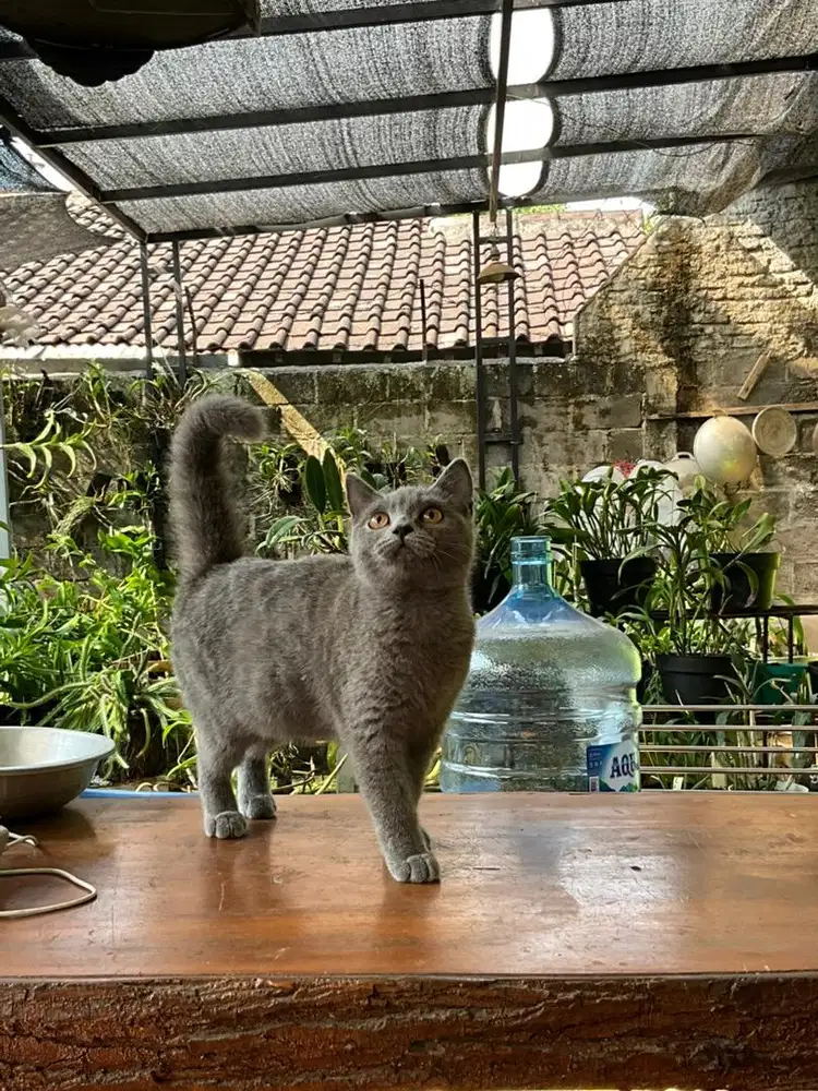 British short hair (BSH) kitten non ped