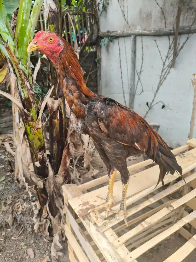 Ayam Bangkok Clasik elid